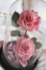 the-lover-roses-pink - ảnh nhỏ  1