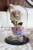 the-lover-roses-rainbow - ảnh nhỏ  1