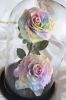 the-lover-roses-rainbow - ảnh nhỏ 2