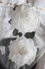 the-lover-roses-white - ảnh nhỏ  1