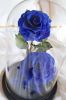 the-lover-roses-deep-blue - ảnh nhỏ  1