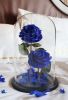 the-lover-roses-deep-blue - ảnh nhỏ 2